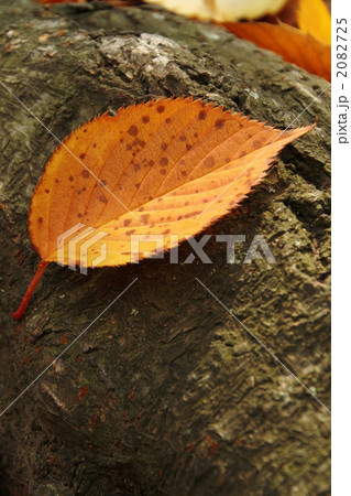 根元に落ちた桜の葉 根元に落ちた桜の葉 2082725