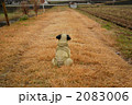 農道の中のパグ 2083006