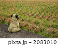 農道の中のパグ 2083010