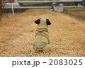 農道の中のパグ 2083025