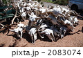 牛の頭蓋骨３ 2083074