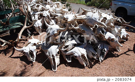 牛の頭蓋骨3の写真素材 [2083074] - PIXTA