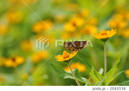 セセリ蝶 2083536
