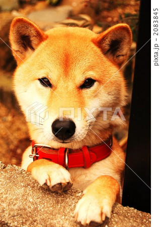田舎の犬 2083845