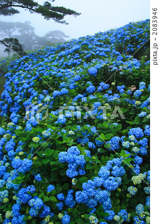 雨の紫陽花 2083946
