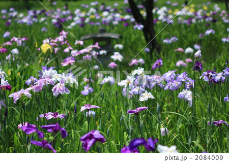 菖蒲の群生 2084009