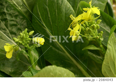 中国菜心 2084043