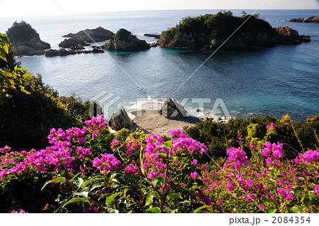 恋人岬に咲くブーゲンビリア 2084354