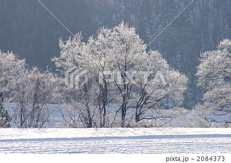 冬の立木 2084373