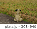 農道の中のパグ 2084940