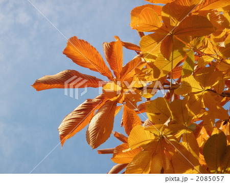 とちのきの黄葉 2085057