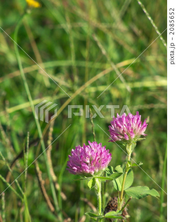 ムラサキツメクサの花 2085652