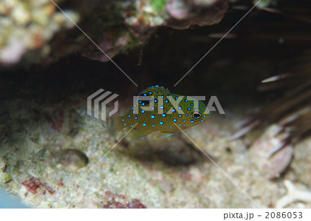 ルリホシスズメダイ 2086053