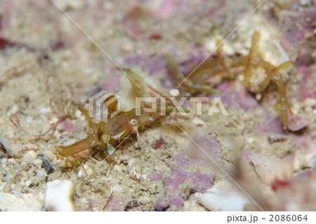 タツウミヤッコ タツウミヤッコ 2086064