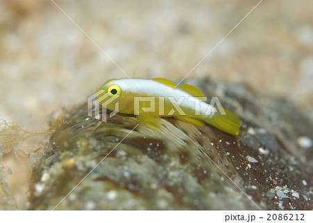 ナカモトイロワケハゼ 2086212