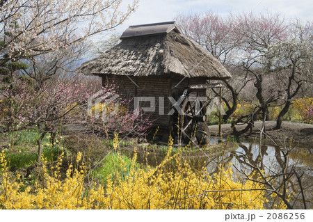 伊那梅園 2086256
