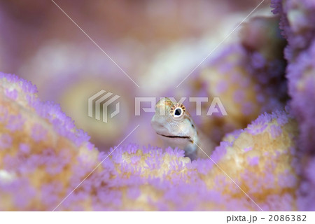 イシガキカエルウオ 2086382