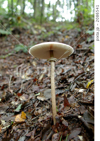 カラカサタケ見つけた 2086541