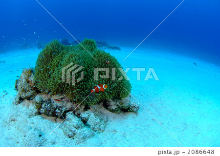 カクレクマノミ 2086648