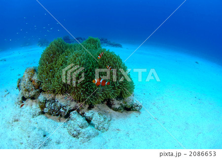 カクレクマノミ 2086653