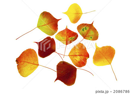 ９枚の紅葉したナンキン黄櫨の切り抜き 2086786