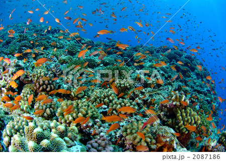 キンギョハナダイ 2087186