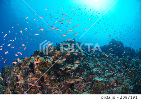 キンギョハナダイ 2087191