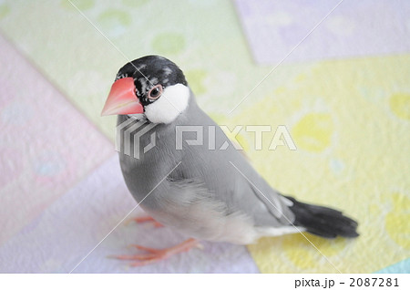 文鳥 文鳥 2087281