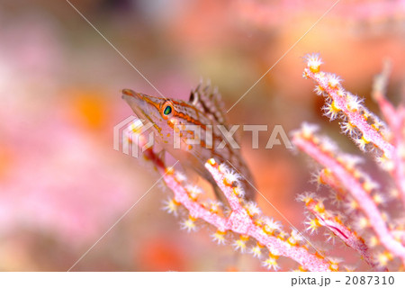 クダゴンベ 2087310