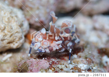 フリソデエビ 2087311