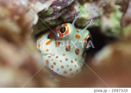 モンツキカエルウオ 2087320