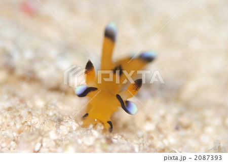 ウデフリツノザヤウミウシ ウデフリツノザヤウミウシ 2087393