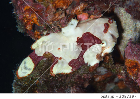 クマドリカエルアンコウ クマドリカエルアンコウ 2087397