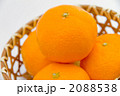 みかん 2088538