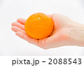 みかん 2088543