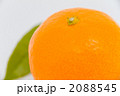 みかん 2088545