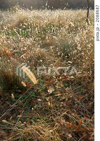 えのころ草 2088687