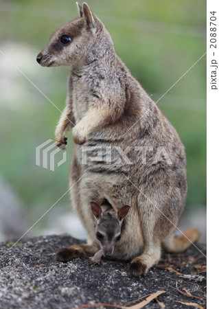 ケアンズ 2088704