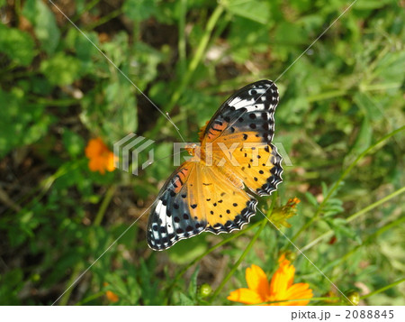 ツマグロヒョウモン 2088845