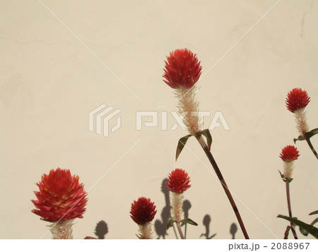 FLOEWR FLOEWR 2088967