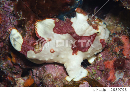 クマドリカエルアンコウ 2089798