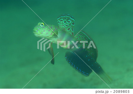 オイランハゼ オイランハゼ 2089803