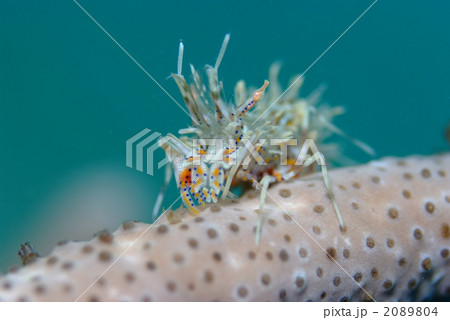 トゲツノメエビ 2089804