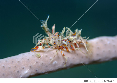 トゲツノメエビ 2089807