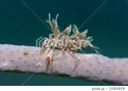 トゲツノメエビ 2089808