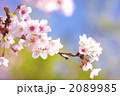 春爛漫 2089985