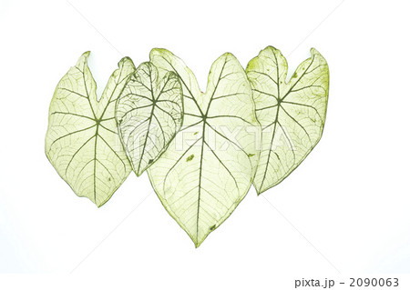 カラジウムの葉 2090063