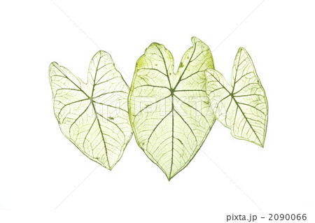 カラジウムの葉 2090066