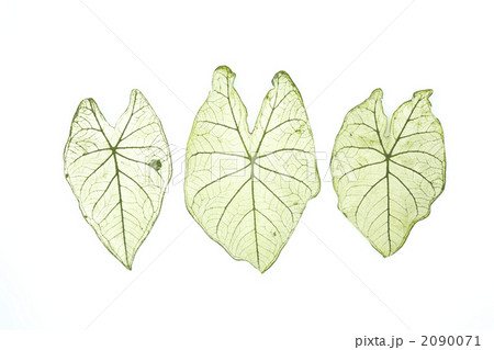 カラジウムの葉 2090071