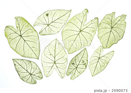 カラジウムの葉 2090073
